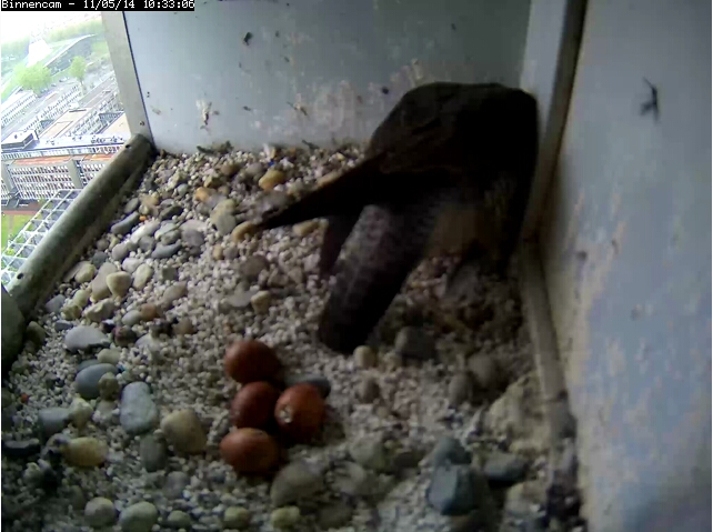Peregrine Falcon Egg hatching