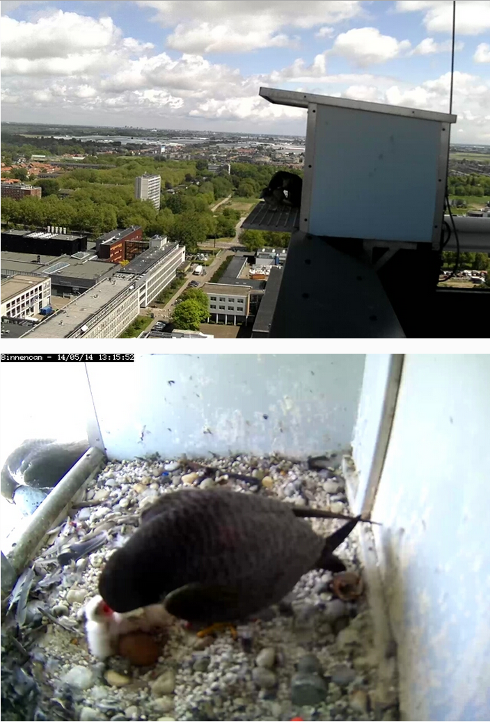 Peregrine Falcon Lunch with the two proud parents