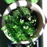 Sage, oregano and cilantro balcony pot