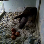 Peregrine Falcon Egg hatching